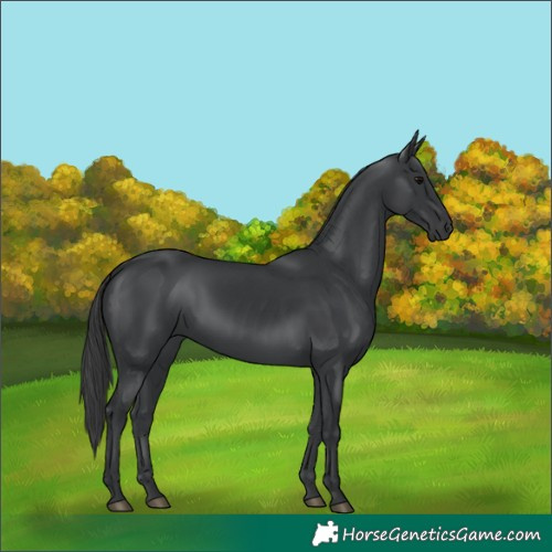 Horse Color:Black 