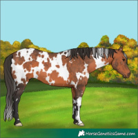Horse Color:White Spotted Bay 