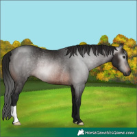 Horse Color:Gray Brown Rabicano 