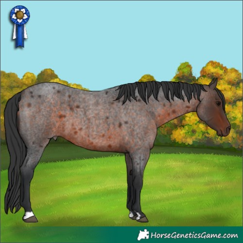 Horse Color:Brown Roan 