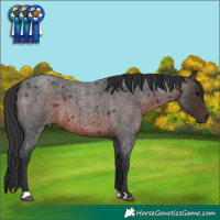 Horse Color:Brown Roan