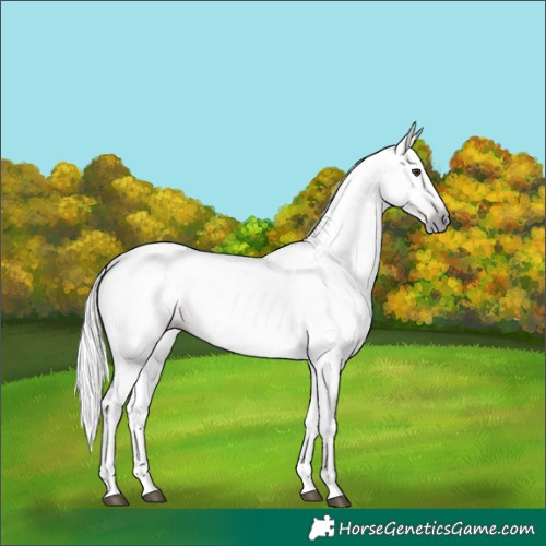 Horse Color:Gray Chestnut
