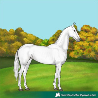 Horse Color:Gray Chestnut 
