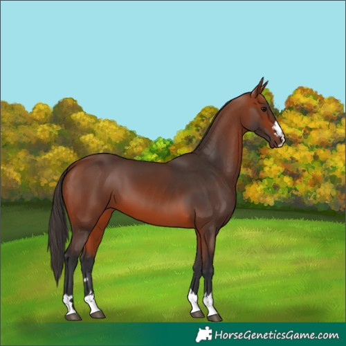 Horse Color:Bay 