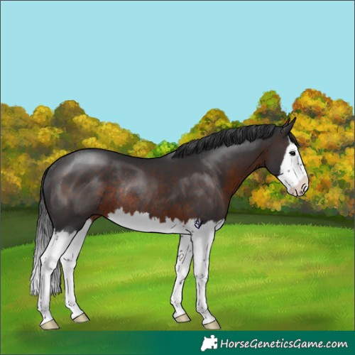 Horse Color:Brown Splash Rabicano 