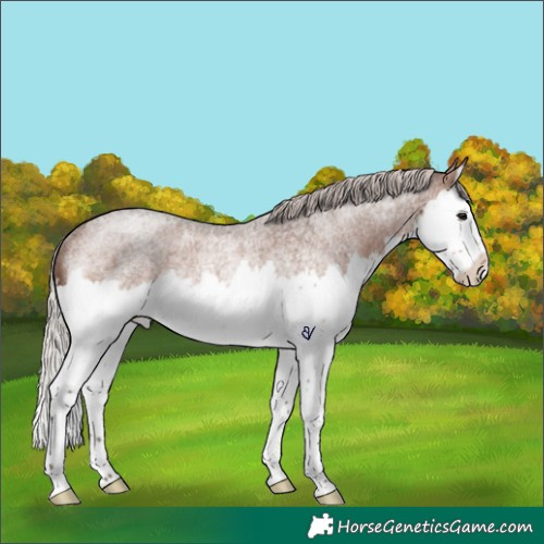 Horse Color:Silver Brown Roan Splash Rabicano 