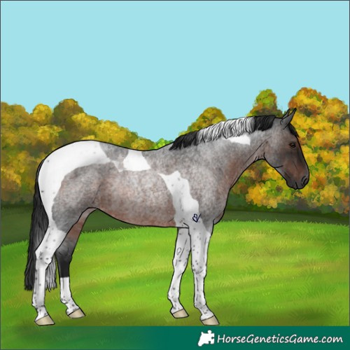 Horse Color:Gray Brown Roan Tobiano Rabicano 