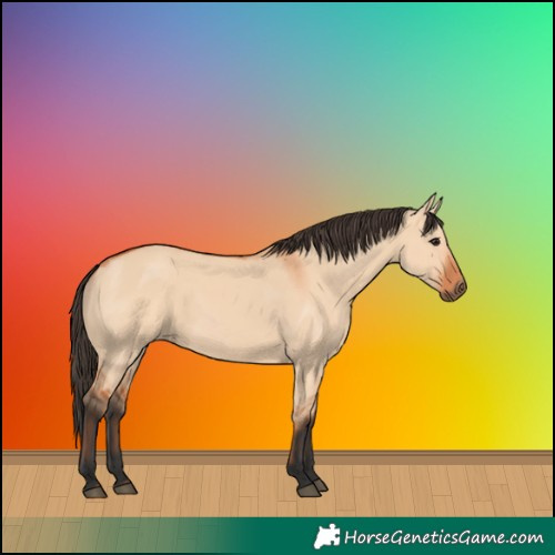 Horse Color:Bay Dun 