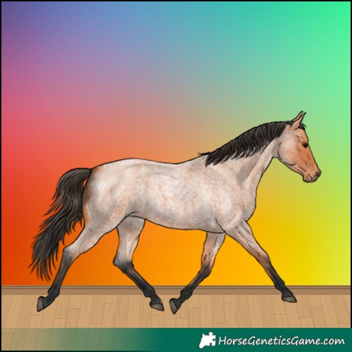 Horse Color:Bay Roan 