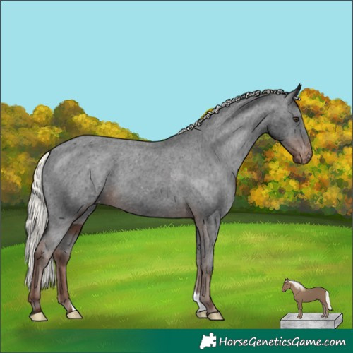 Horse Color:Liver Chestnut Mushroom Appaloosa 