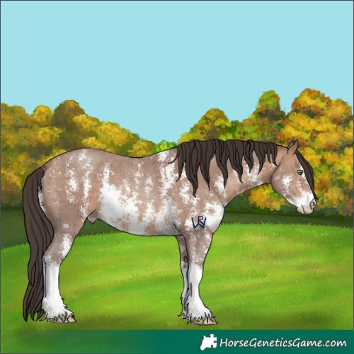 Horse Color:Sable Champagne Sabino