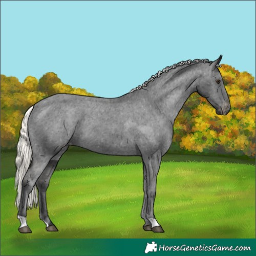 Horse Color:Liver Chestnut Mushroom Appaloosa 