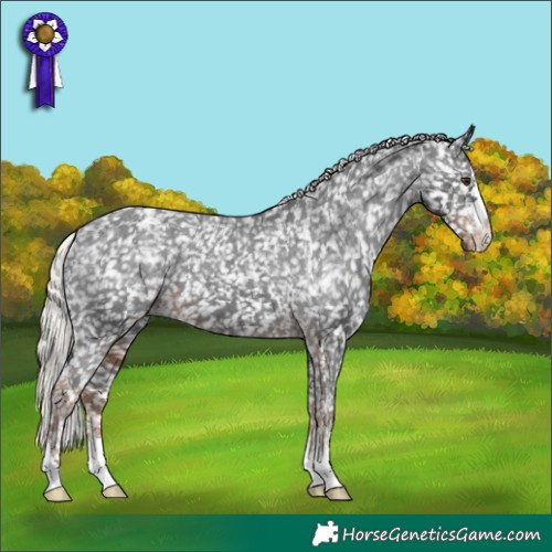 Horse Color:Liver Chestnut Mushroom Appaloosa 