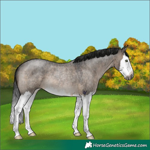 Horse Color:Gray Brown Roan Dun Splash Rabicano 