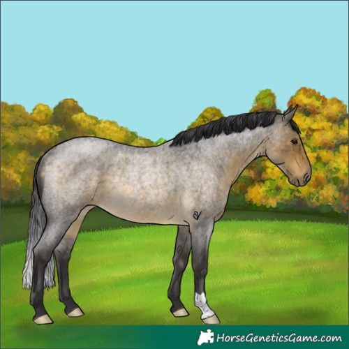 Horse Color:Buckskin Roan Rabicano 