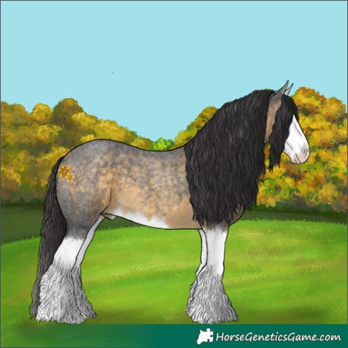Horse Color:Buckskin Roan Splash 