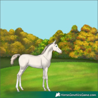 Horse Color:Perlino Dun Tobiano 