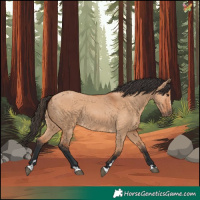 Horse Color:Bay Dun 