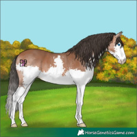 Horse Color:Bay Splash 