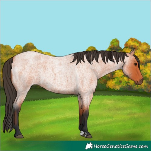 Horse Color:Bay Roan