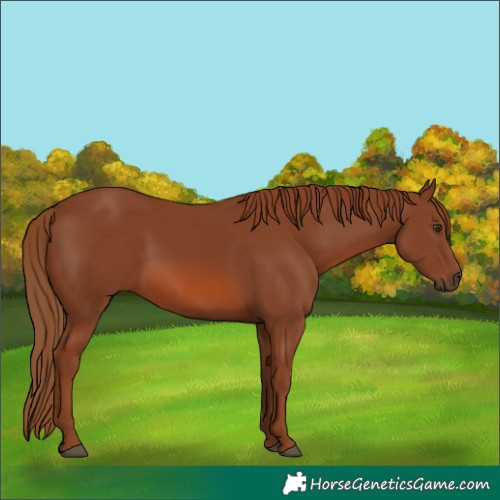 Horse Color:Chestnut 