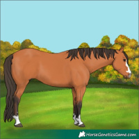 Horse Color:Bay 