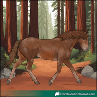Horse Color:Chestnut 
