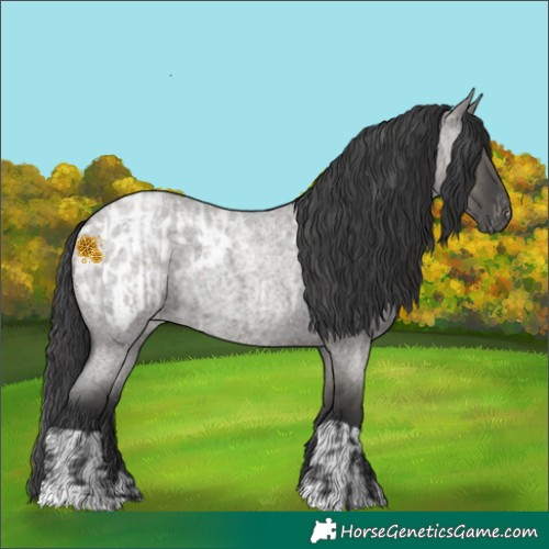 Horse Color:Grullo Roan  and Grullo Roan Appaloosa 
