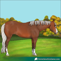 Horse Color:Silver Bay 