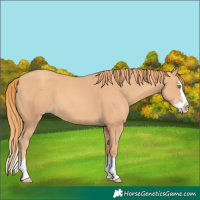 Horse Color:Gold Champagne Splash 