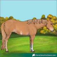 Horse Color:Chestnut Sabino 