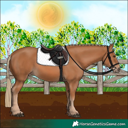 Horse Color:Chestnut 