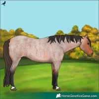 Horse Color:Bay Roan
