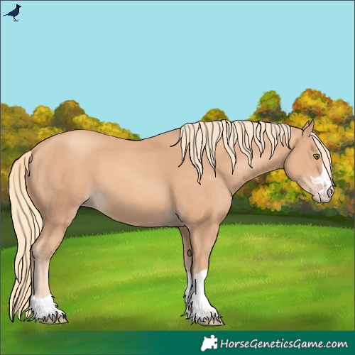 Horse Color:Gold Champagne 