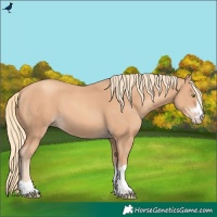Horse Color:Gold Champagne 