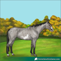 Horse Color:Grullo Roan and Grullo Roan Frame