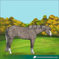 Horse Color:Grullo  and Silver Grullo 