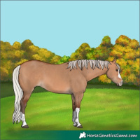 Horse Color:Silver Bay Dun