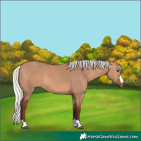 Horse Color:Silver Bay Dun 