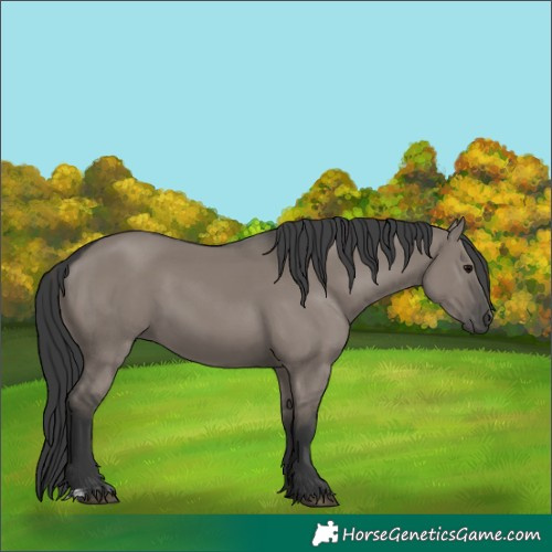 Horse Color:Grullo  and Grullo Rabicano 
