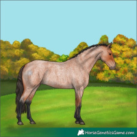 Horse Color:Bay Roan 