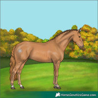 Horse Color:Chestnut 