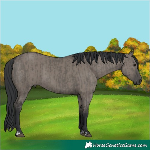 Horse Color:Grullo  and Grullo 