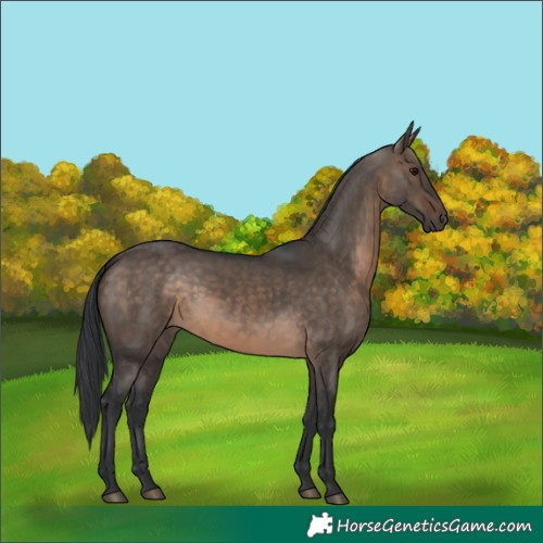 Horse Color:Brown Dun 