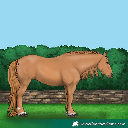 Horse Color:Chestnut 