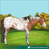 Horse Color:Bay Splash Tobiano Appaloosa and Bay Splash Tobiano Appaloosa
