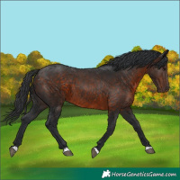 Horse Color:Brown 