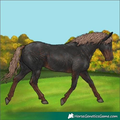 Horse Color:Liver Chestnut 