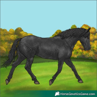 Horse Color:Black 