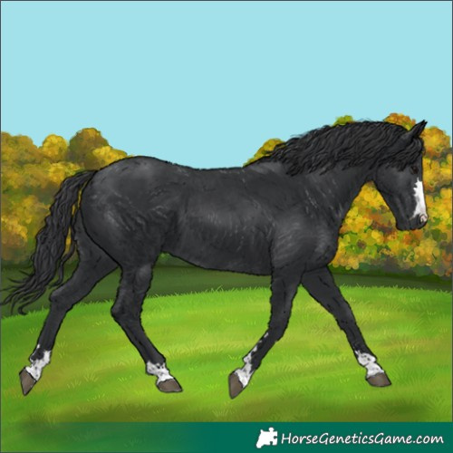 Horse Color:Black 